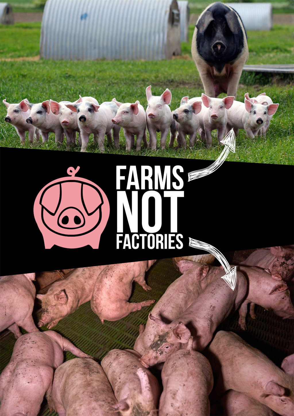 Pig Farms Not Factories